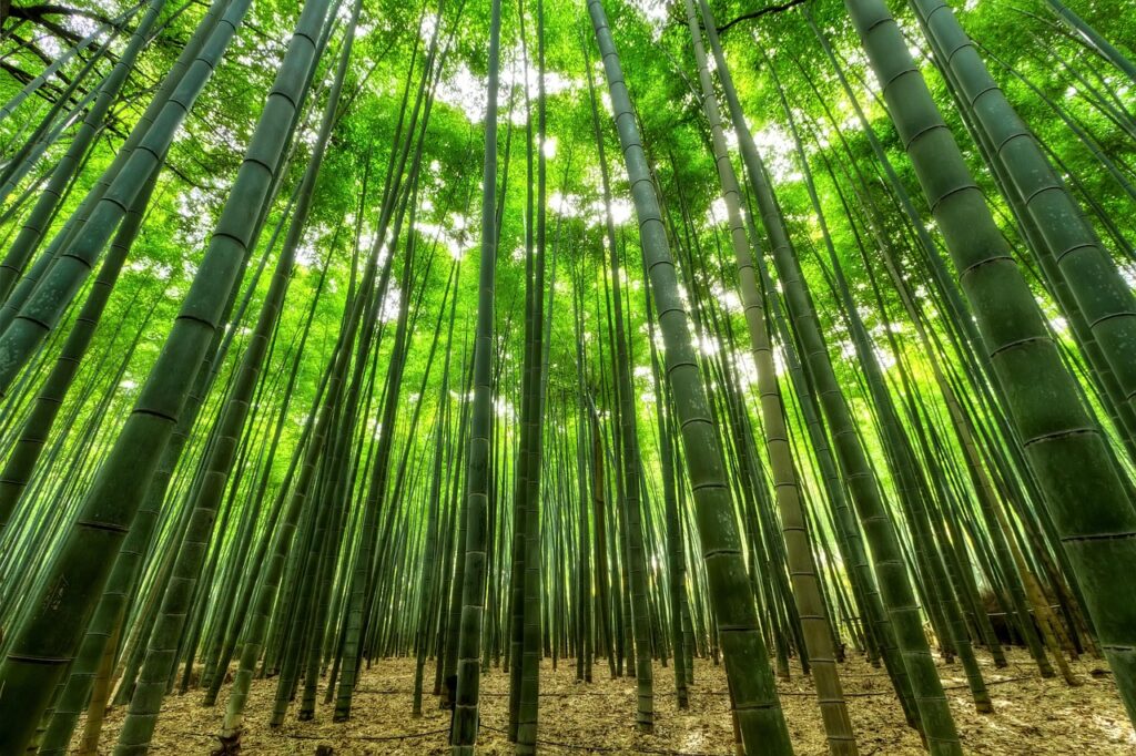 まっすぐ伸びる竹林。しなやかさの象徴