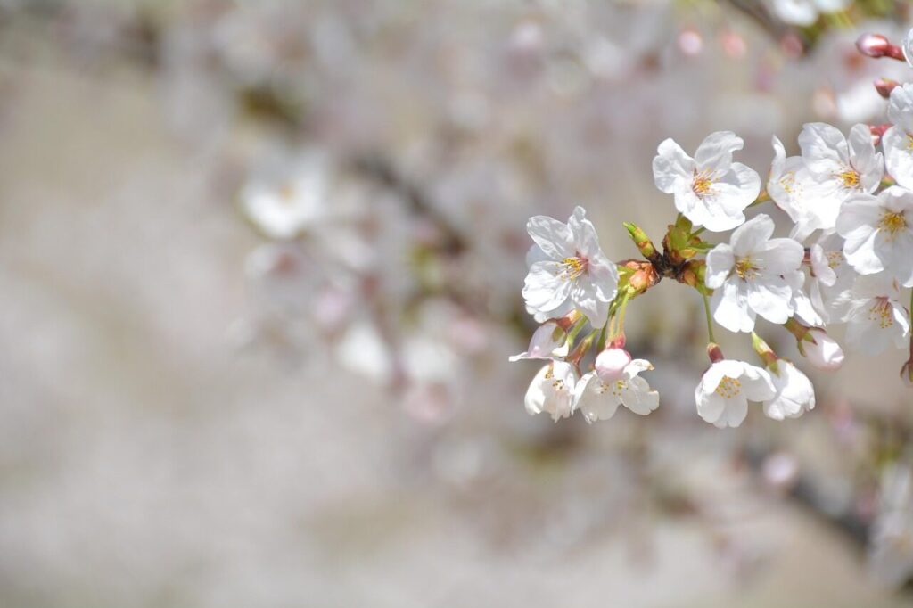 満開から散りゆく桜の花|すべては変化する諸行無常のイメージ