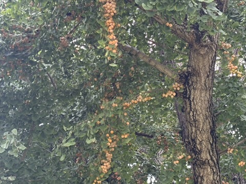 ギンナンがついた銀杏の木