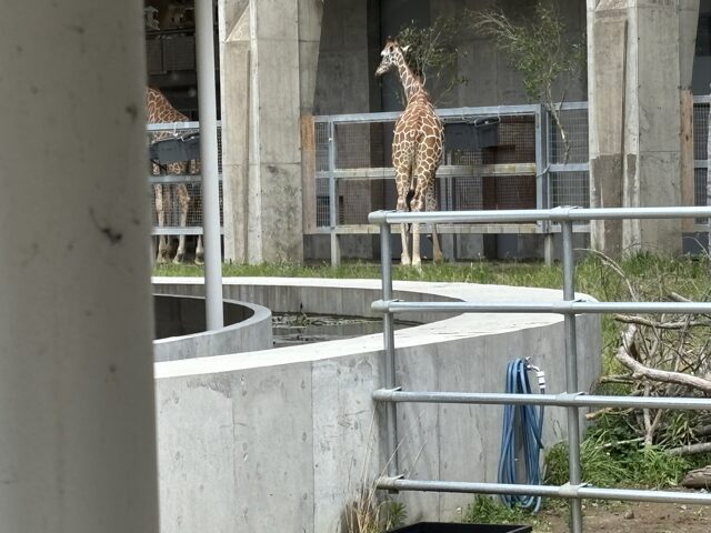 コンクリート造りの動物園の展示場で、2頭のキリンが立っている様子