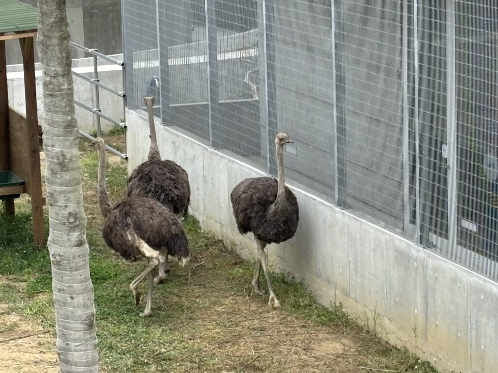独特な動きで地面を突き続けるダチョウの姿