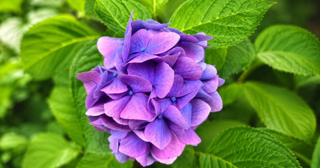 庭で咲く紫色の紫陽花を正面から撮影した写真