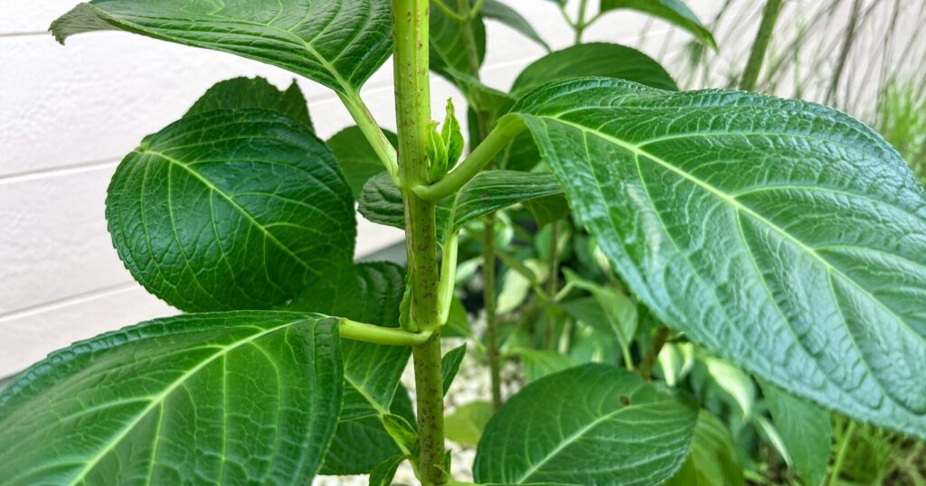 紫陽花の葉の付け根にできた新芽（花芽・葉芽）を確認するために撮影した接写写真
