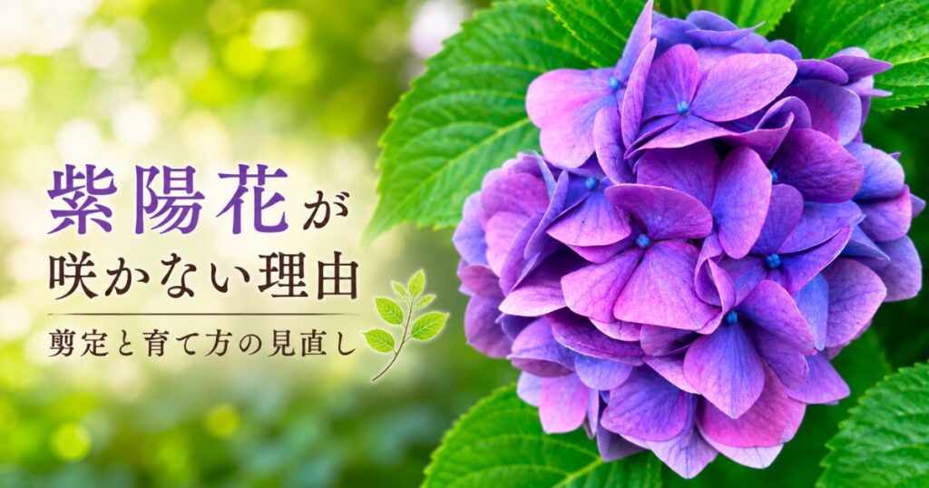 花が咲かない紫陽花の原因と剪定・育て方を解説する紫色の紫陽花のアイキャッチ画像
