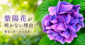 花が咲かない紫陽花の原因と剪定・育て方を解説する紫色の紫陽花のアイキャッチ画像